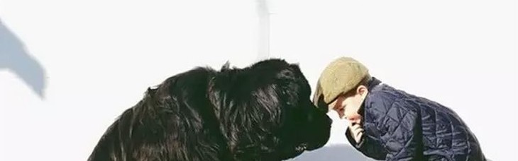 家里养一条巨型犬是什么体验