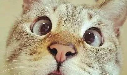 中国服饰专栏｜谁告诉你穿上和服就能找到唐代风华？