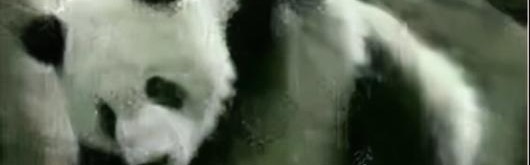 这年头你还敢有熊猫眼？跟戚哥混不存在的！