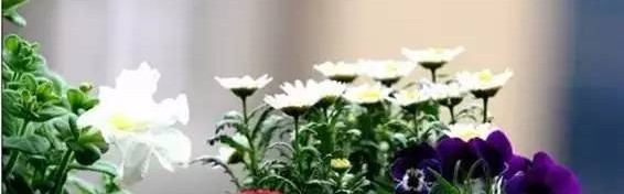 春风十里，不如养你