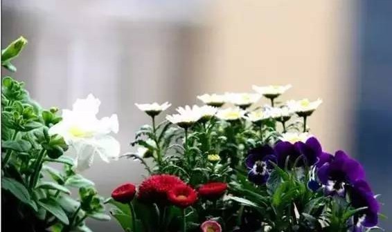 春风十里，不如养你