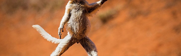 野生动物的奇葩搞笑姿势，成精了吗？