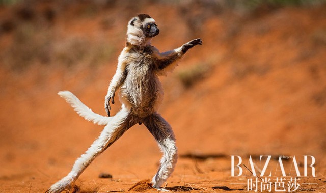 野生动物的奇葩搞笑姿势，成精了吗？