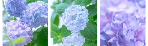 芭姐有办法｜别高兴太早！明年流行的粉蓝色美到心都化了，可怎么穿不显黑？