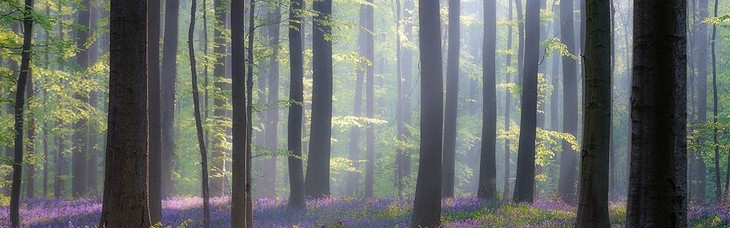 比利时的紫色仙境，每到春天就美得像天堂一样！