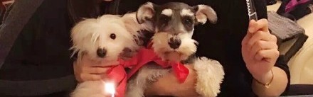 单身汪请注意！刘诗诗也要化身仙女走进婚礼殿堂啦！