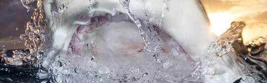 全球水下摄影大赛，我们水下的世界真是美得震撼