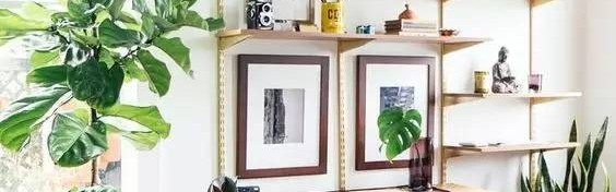 养不活多肉，试试空气凤梨吧~