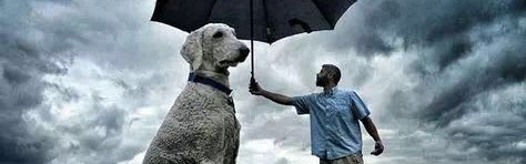 这是一只网红狗和它主人的故事~