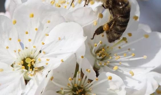 时尚圈里的动物世界？动物上身也要了解背后的故事！