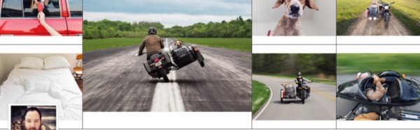 这些潮爆了的狗狗已经比明星还红啦