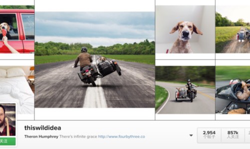 这些潮爆了的狗狗已经比明星还红啦