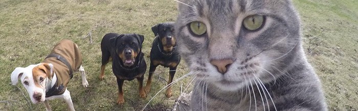 当你遇到一只爱自拍的喵星人，就结果就是这样的