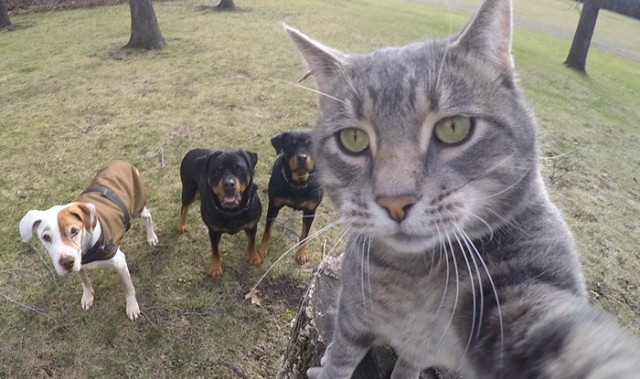 当你遇到一只爱自拍的喵星人，就结果就是这样的