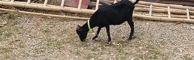 屋顶上可以放羊、打高尔夫，还能野餐，你见过吗？