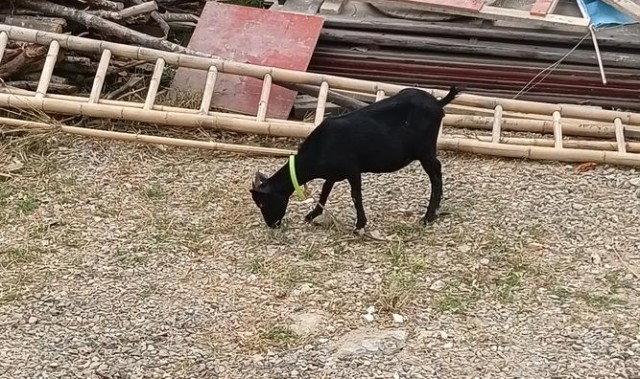 屋顶上可以放羊、打高尔夫，还能野餐，你见过吗？