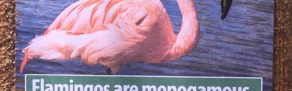 怎么又是动物冷知识？放心，这次全假的