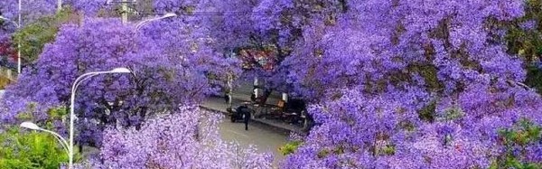 旅游月历-4月篇丨被春天临幸的感觉真好，一场明媚花事便能治愈~