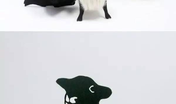 包装中只要加点动物元素，立马萌萌哒