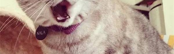 它就是instagram上最红的那只猫