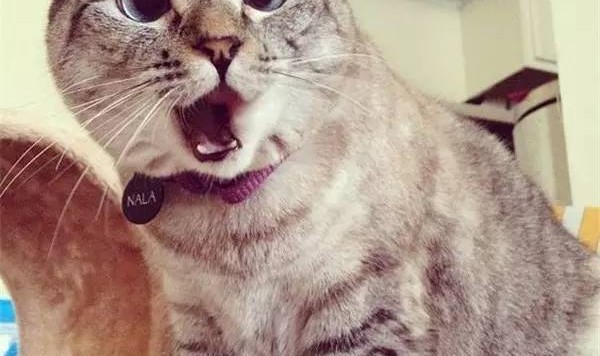 它就是instagram上最红的那只猫