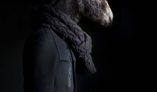 真实版疯狂动物城，兽面人身，带来诡异视觉体验