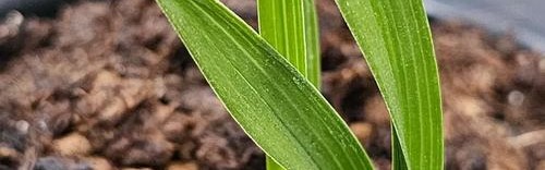 赌十块钱，这样的盆栽你一定没养过