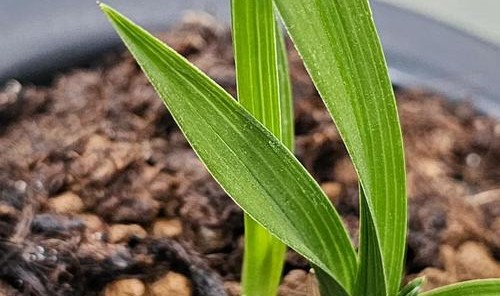 赌十块钱，这样的盆栽你一定没养过