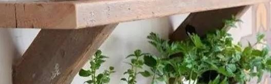 绿植也有魔力？没想到这些小家伙的出现让家居焕然一新更有格调！