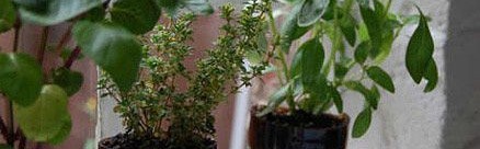 酒瓶变花瓶：DIY实用个性的艺术花器