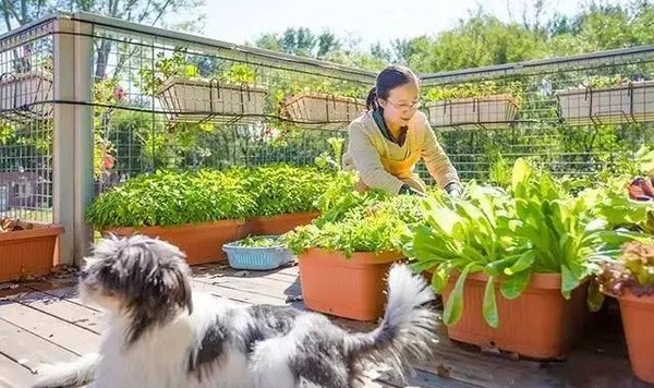 花50天用6个箱，他把桃源搬进都市
