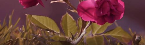 馥郁玫瑰，臻致礼遇