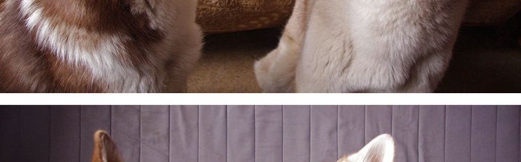 接吻才不是人类专属，14张萌萌的动物kiss照让你心都融化