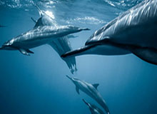 喜迎新春，画笔描绘童心，一起向未来！