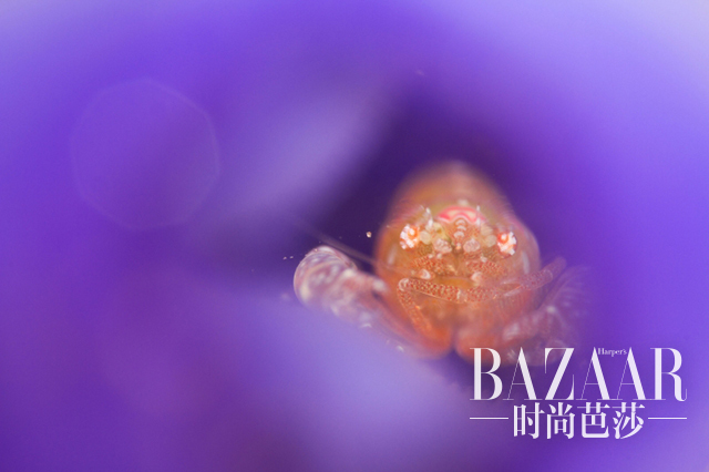 金奖《被囊虾》,摄影:Joe Daniels 2015