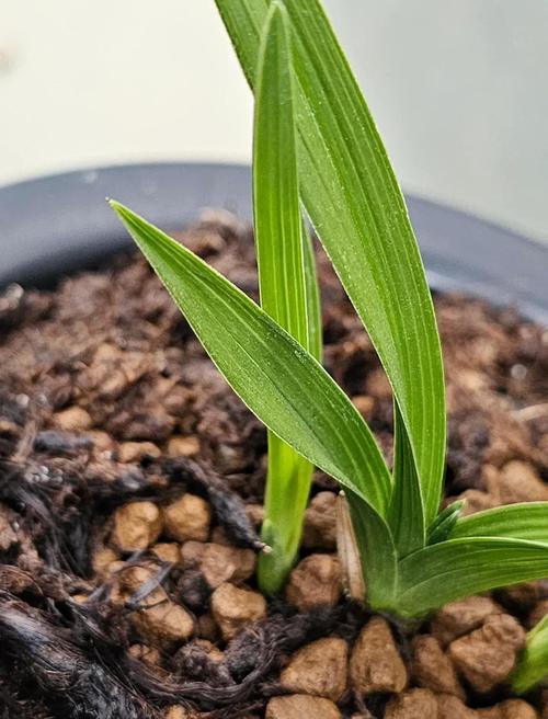 赌十块钱，这样的盆栽你一定没养过