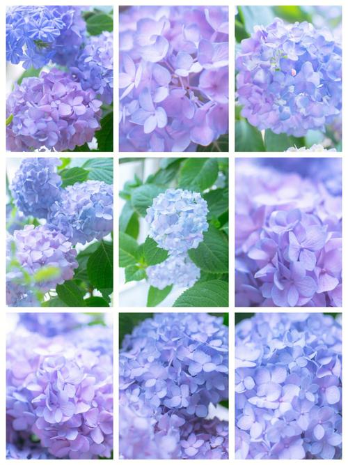 芭姐有办法|别高兴太早!明年流行的粉蓝色美到心都化了,可怎么穿不显黑?