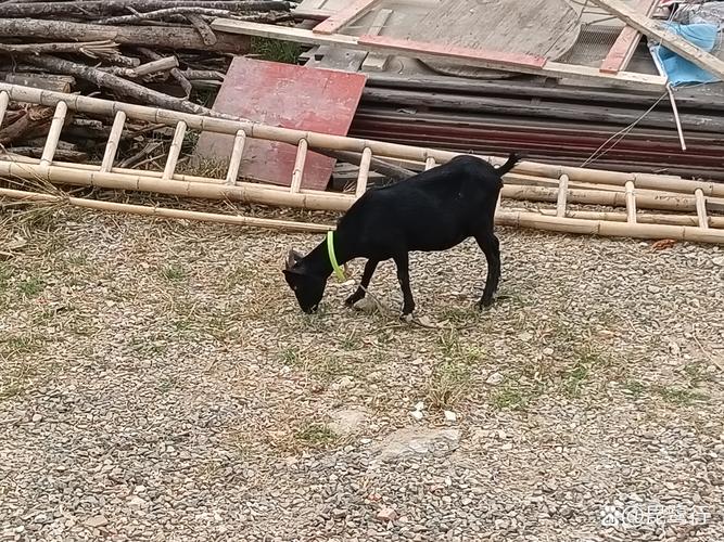 屋顶上可以放羊、打高尔夫，还能野餐，你见过吗？