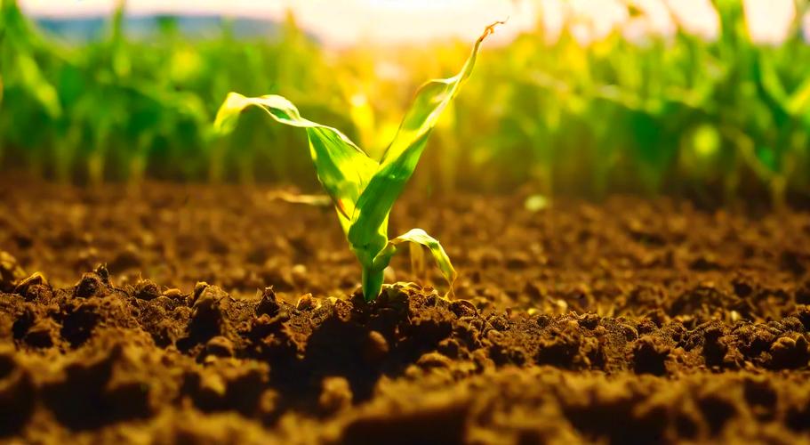 在这一方美育天地里,守护春芽破土