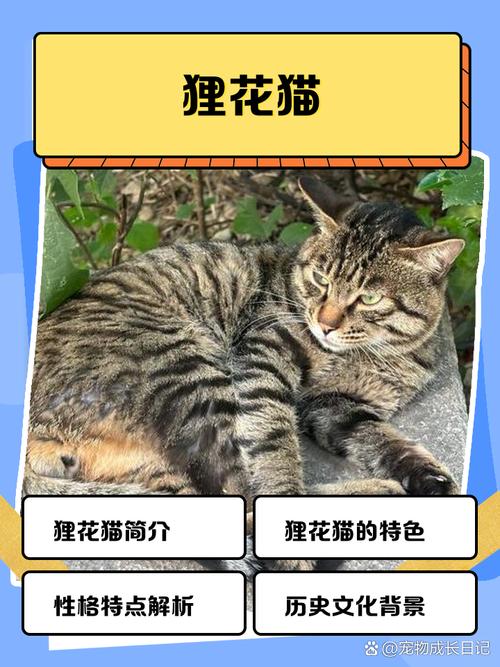 就算穿越回千年以前,我也逃不过“猫奴”二字