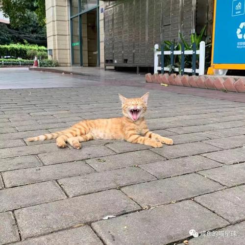 就算穿越回千年以前,我也逃不过“猫奴”二字