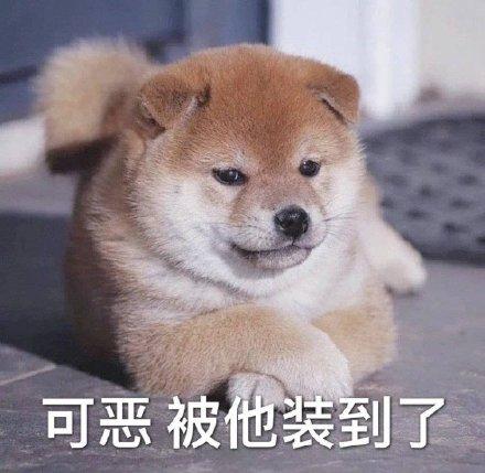 可恶!这次被她装到了