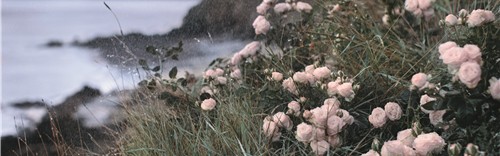 和花秘一起，开启玫瑰肌！