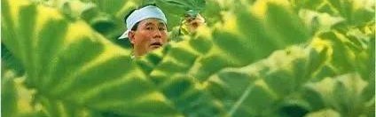 没有这些夏日电影，这个夏天算是熬不过去了