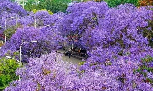 旅游月历-4月篇丨被春天临幸的感觉真好,一场明媚花事便能治愈~