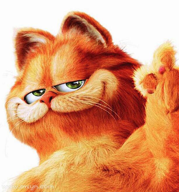 梦见猫说话