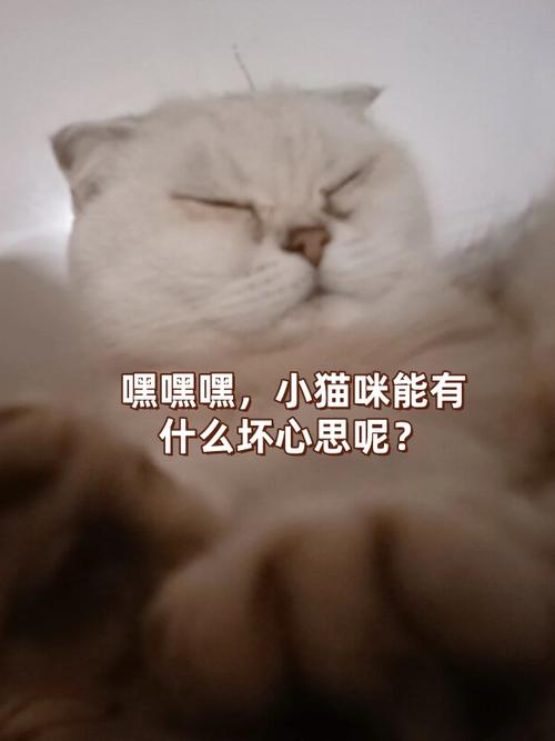 猫咪能有什么坏心眼呢？只不过是抢我的钱罢了～