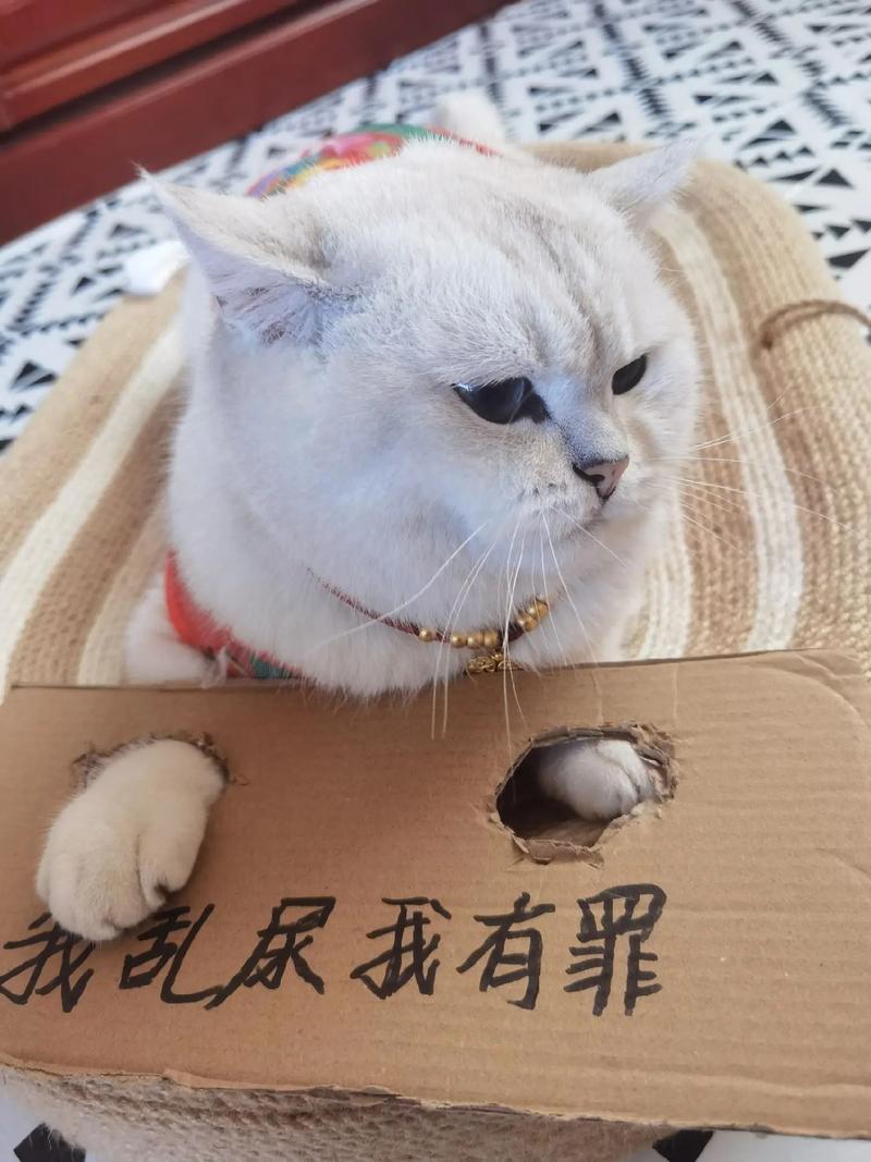 猫咪能有什么坏心眼呢？只不过是抢我的钱罢了～