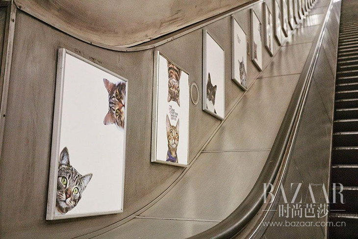 cat-ads-underground-subway-metro-london-4