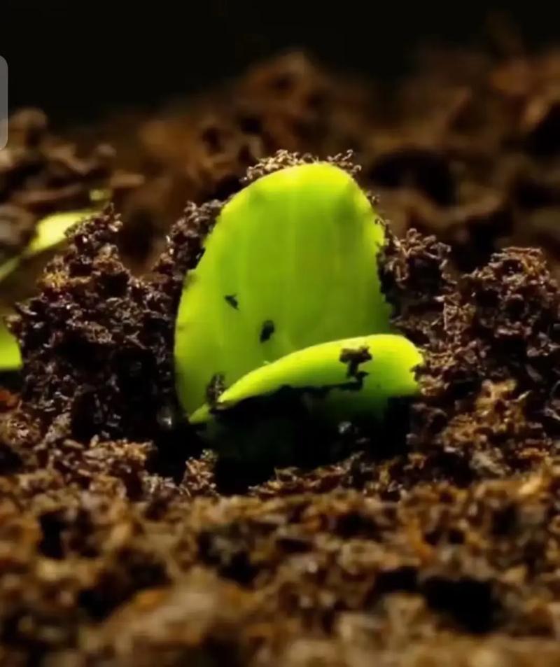 美育最美的回响,是听见种子破土的声音